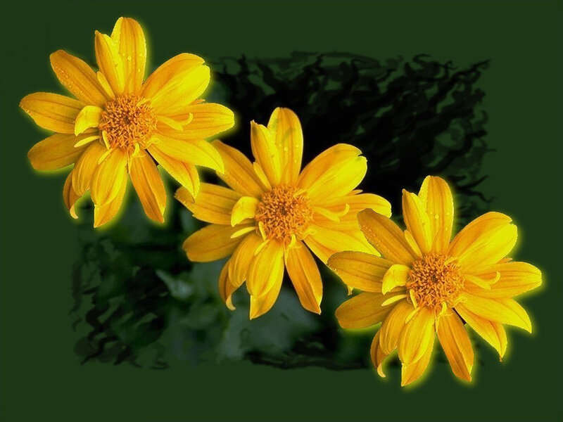 Three Yellow Flowers — Serene