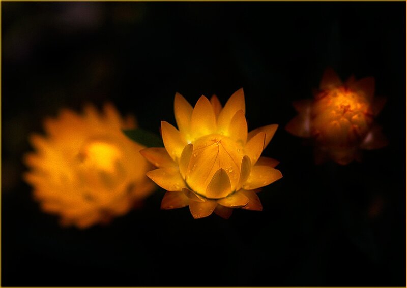 Three Yellow Flowers
