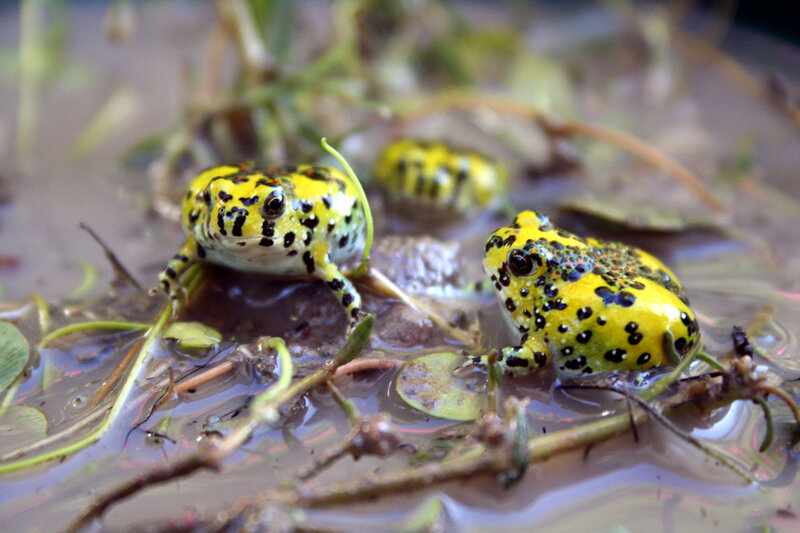 Three yellow frogs in water