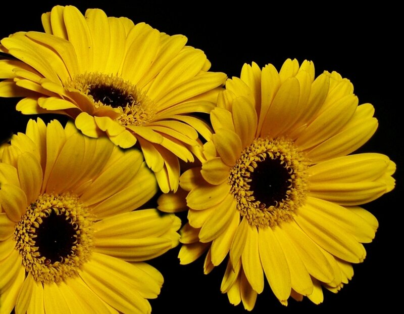 Three Yellow Gerbera Daisies — Dramatic