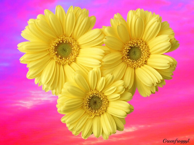 Three Yellow Gerbera Daisies — Vibrant