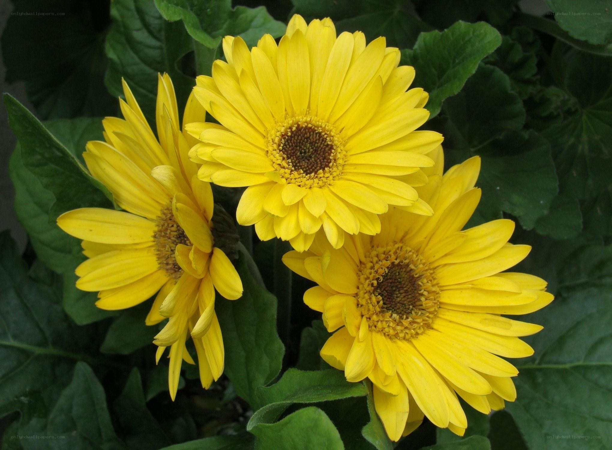 Three yellow gerbera daisies