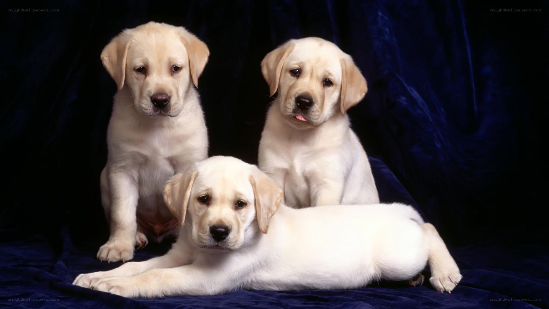 Three yellow lab puppies
