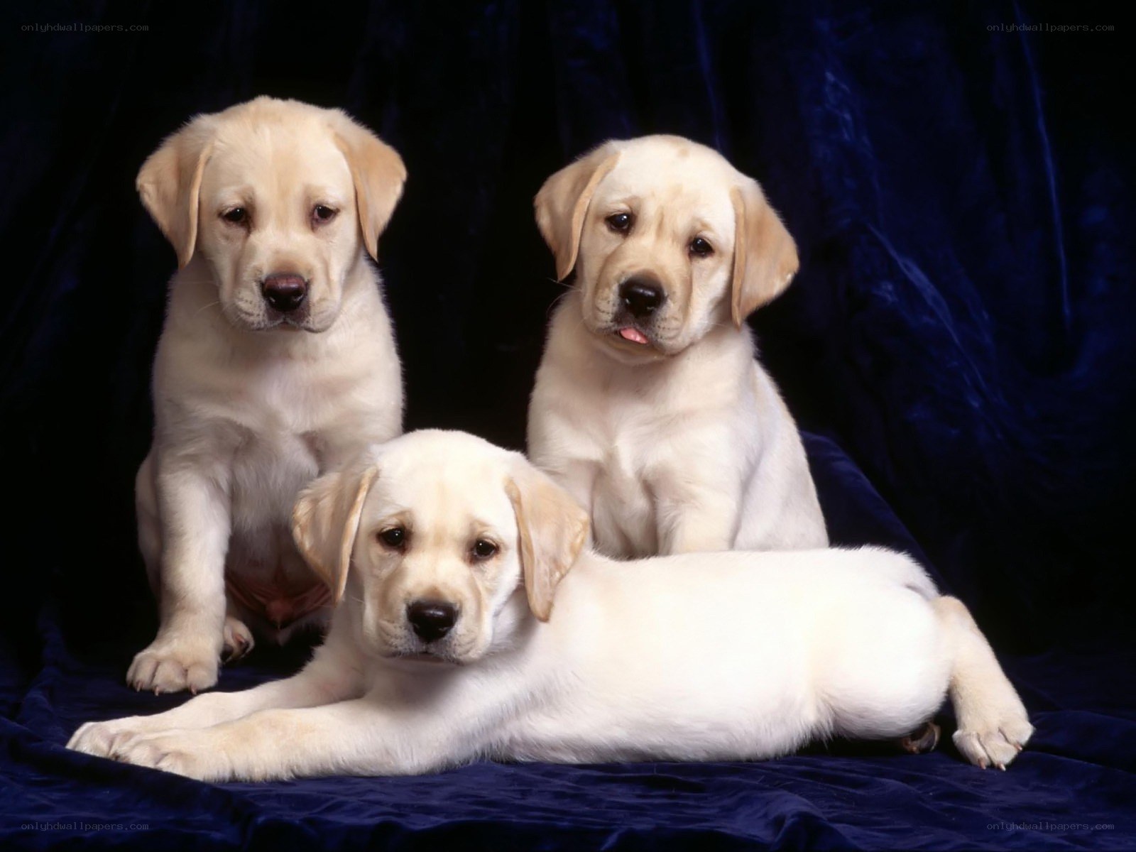 Three yellow lab puppies