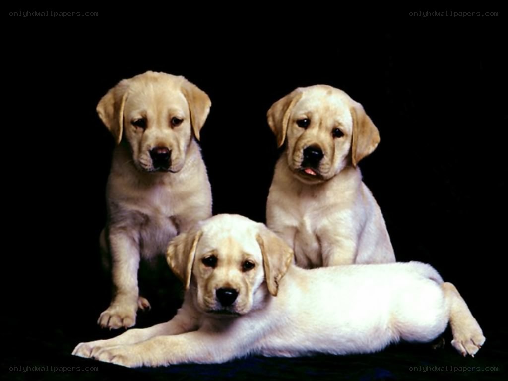 three yellow lab puppies