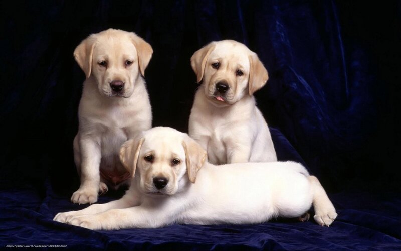 Three Yellow Lab Puppies — Blue