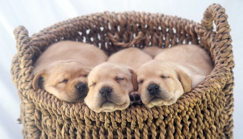 Three Yellow Lab Puppies — Brown