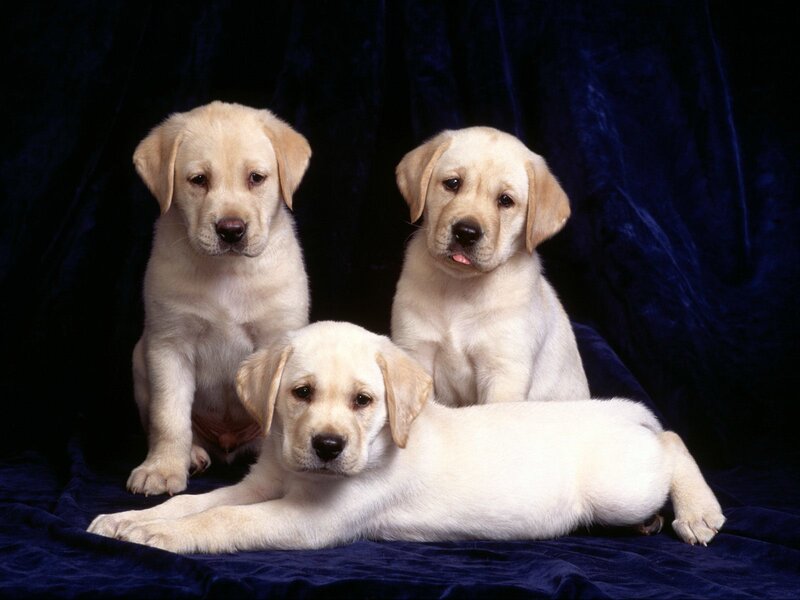 Three Yellow Lab Puppies — Calm, Photograph, Blue Fabric, Dark Background, Blue, Black
