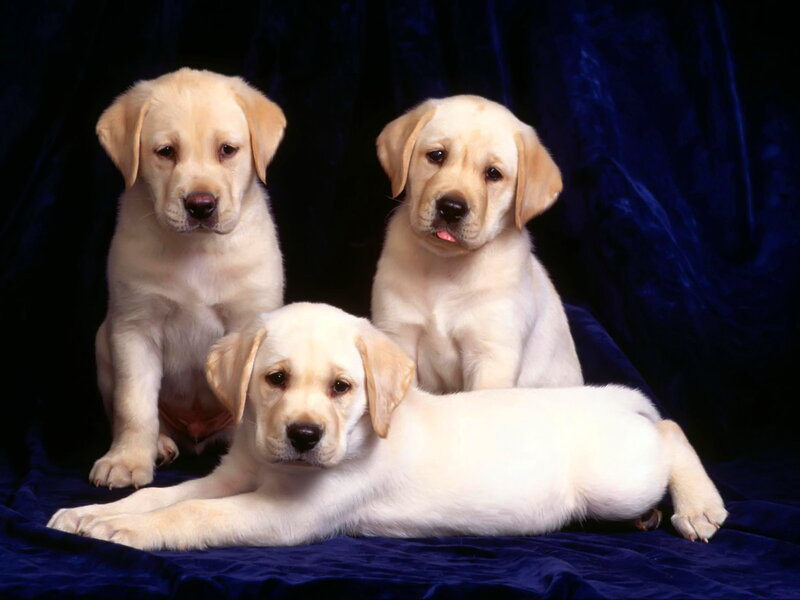 Three Yellow Lab Puppies — Calm, Photograph, Blue Fabric