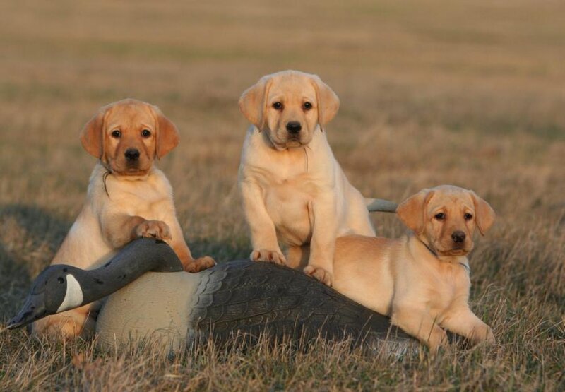 Three Yellow Lab Puppies — Calm, Sunset