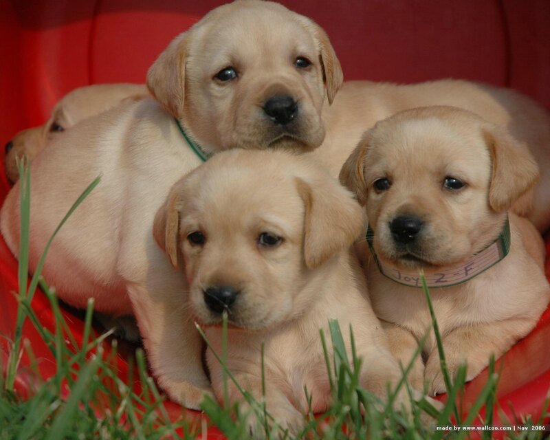 Three Yellow Lab Puppies — Calm