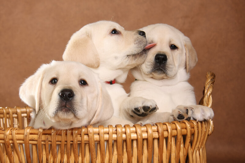 Three Yellow Lab Puppies — Cute