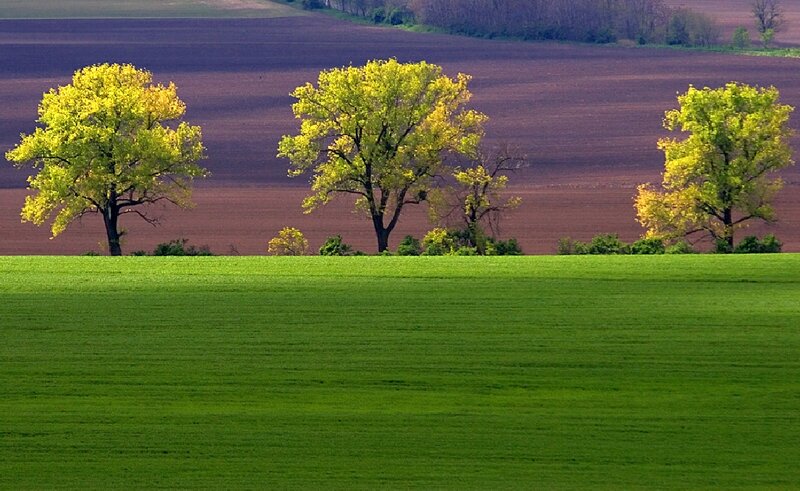 Three Yellow-leafed Trees
