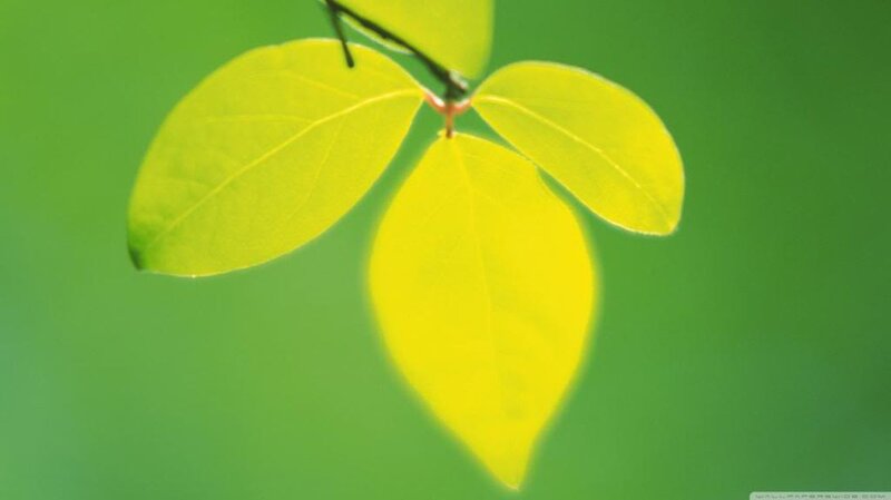 Three Yellow Leaves