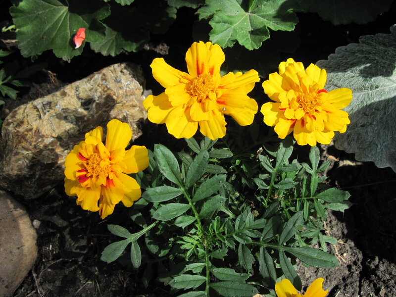 Three Yellow Marigold Flowers