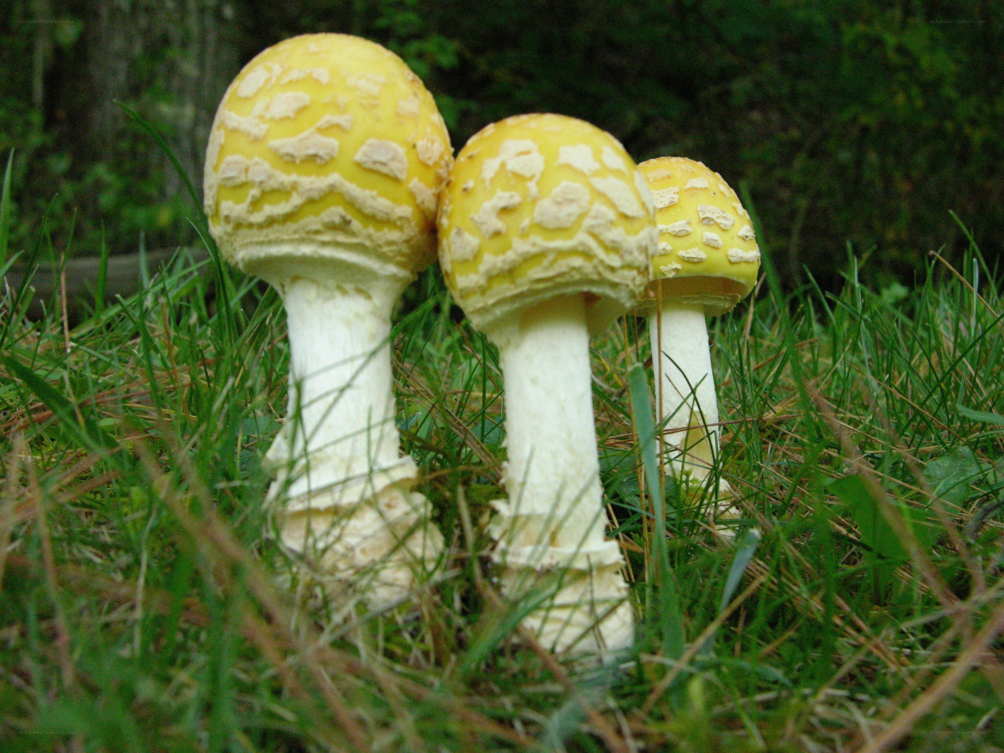 Three yellow mushrooms in grass