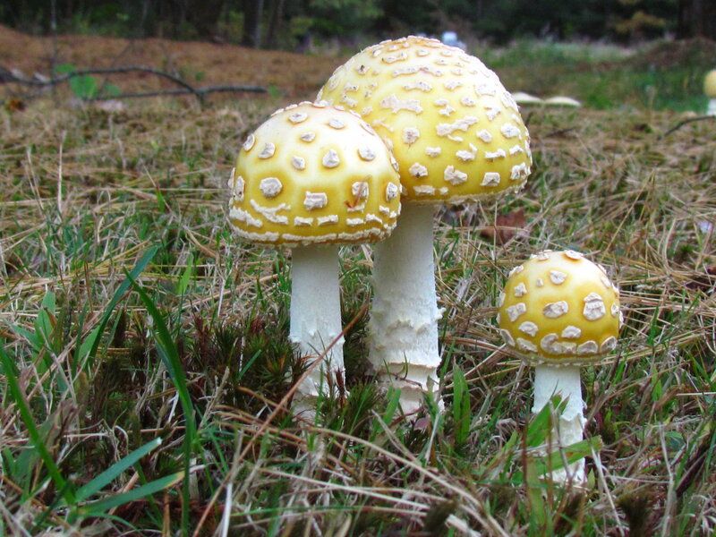 Three Yellow Mushrooms