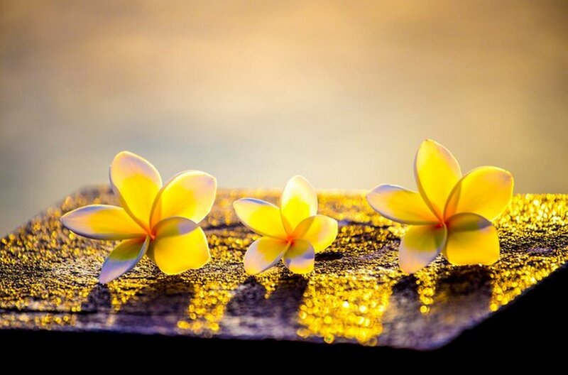 Three Yellow Plumeria Flowers