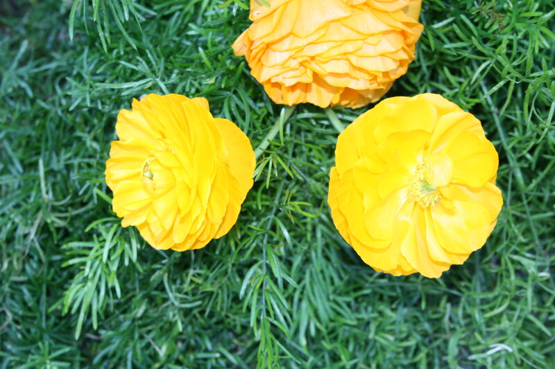 Three Yellow Ranunculus Flowers — Calm