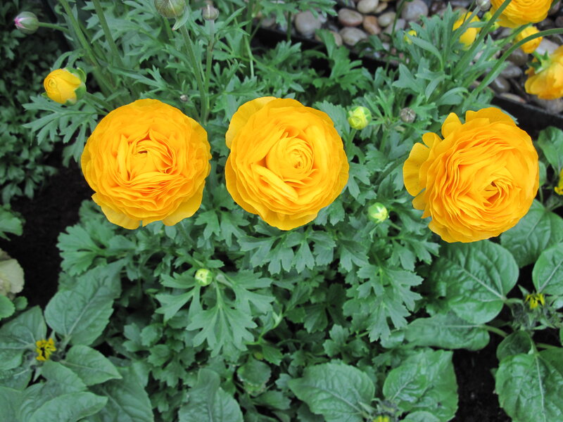 Three Yellow Ranunculus Flowers
