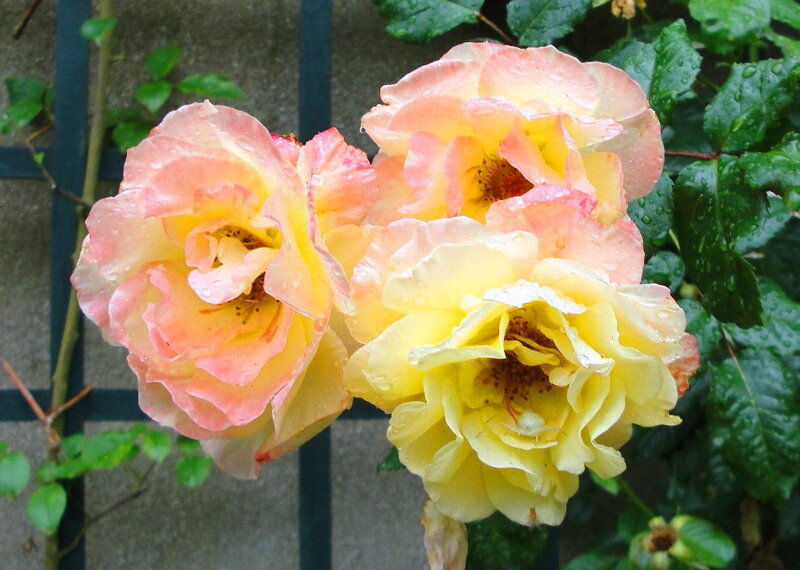 Three Yellow Roses — Calm, Afternoon