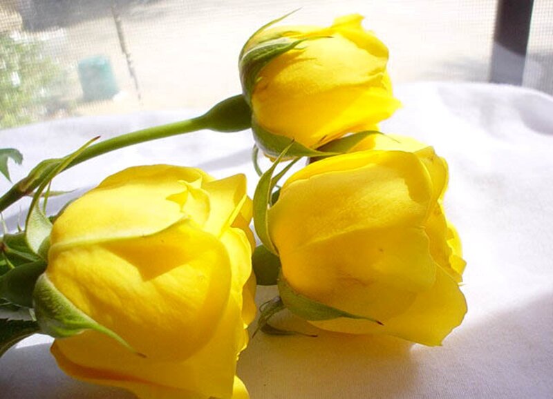 Three Yellow Roses — Calm, Morning