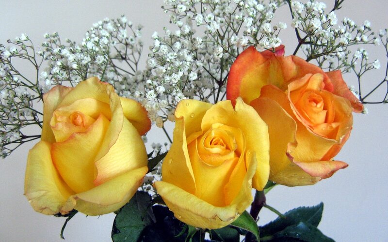 Three Yellow Roses — Calm, Photograph, Baby's Breath