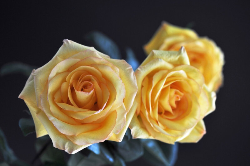Three Yellow Roses — Calm, Photograph, Flowers