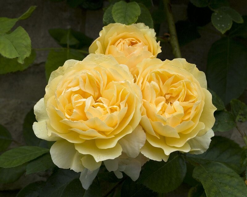 Three Yellow Roses — Calm, Photograph, Green Leaves, Flower Buds