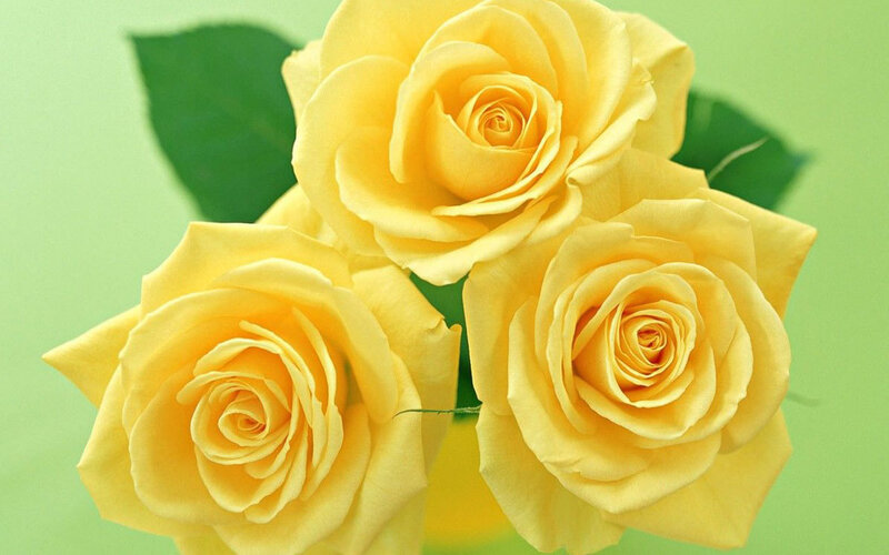 Three Yellow Roses — Calm, Photograph, Green Leaves, Green Background