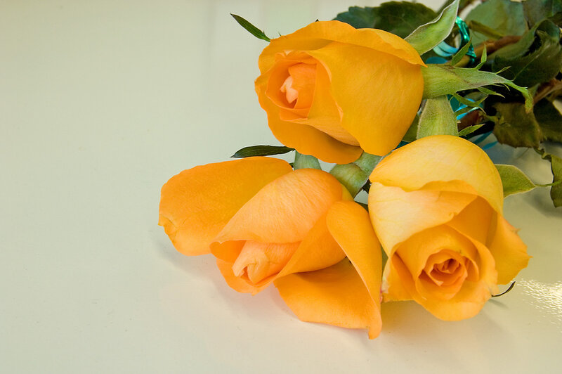 Three Yellow Roses — Calm, Photograph, Green Leaves, Stem