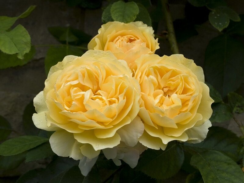 Three Yellow Roses — Calm, Photograph, Leaves, Bloom