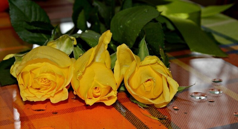 Three Yellow Roses — Calm, Photograph, Leaves, Tablecloth