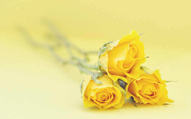 Three Yellow Roses — Calm, Photograph