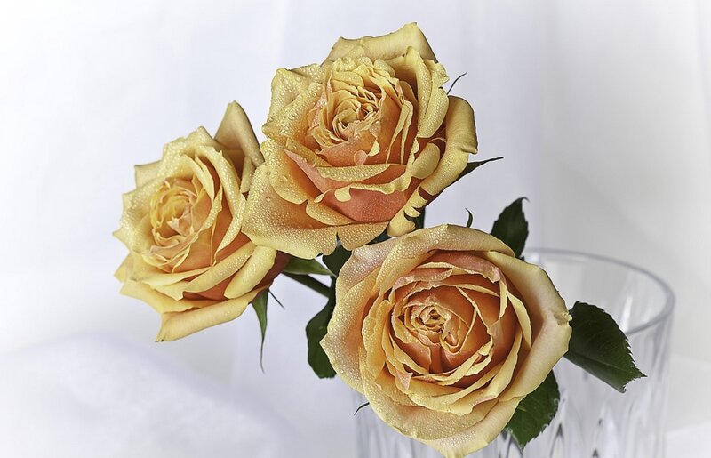 Three Yellow Roses — Calm, Photograph, Vase, Leaves