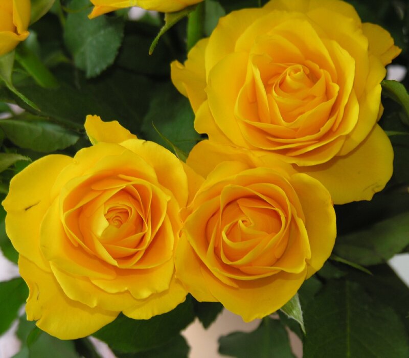 Three Yellow Roses — Calm