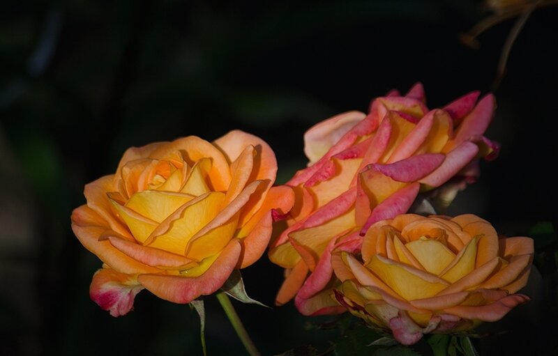 Three Yellow Roses — Dramatic, Night