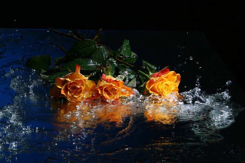 Three Yellow Roses — Dramatic, Photograph, Flowers