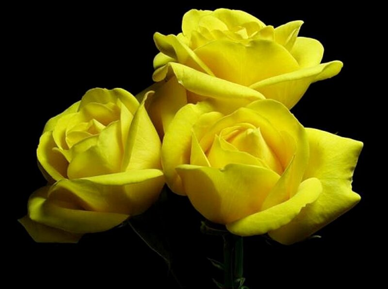 Three Yellow Roses — Dramatic, Photograph