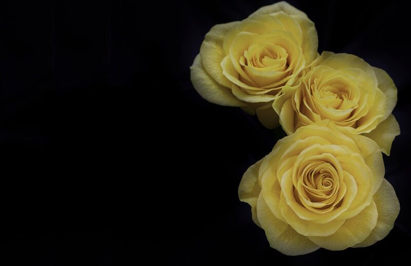 Three Yellow Roses — Dramatic