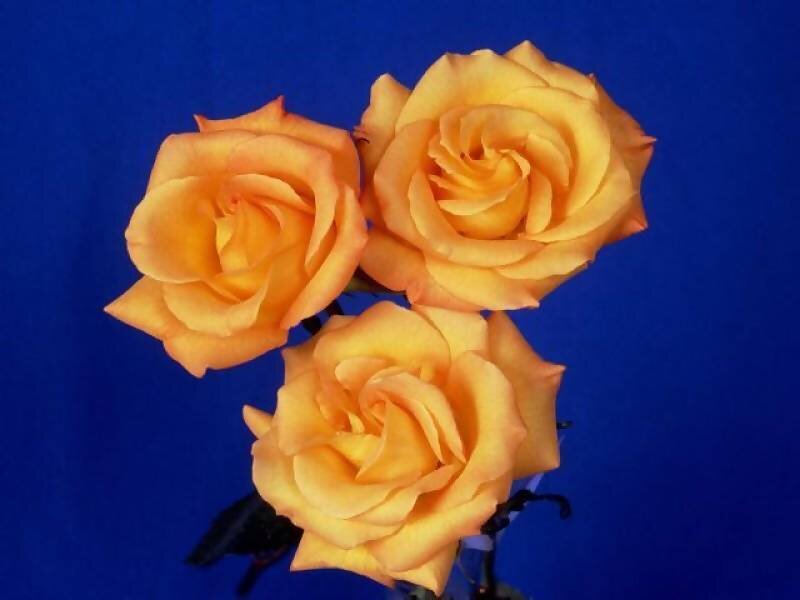 three yellow roses on blue
