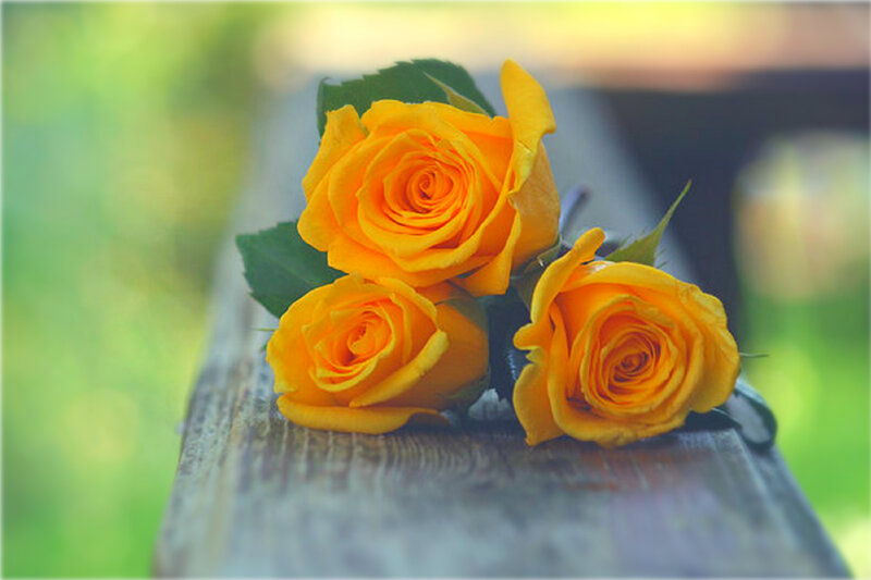 Three Yellow Roses — Serene, Afternoon