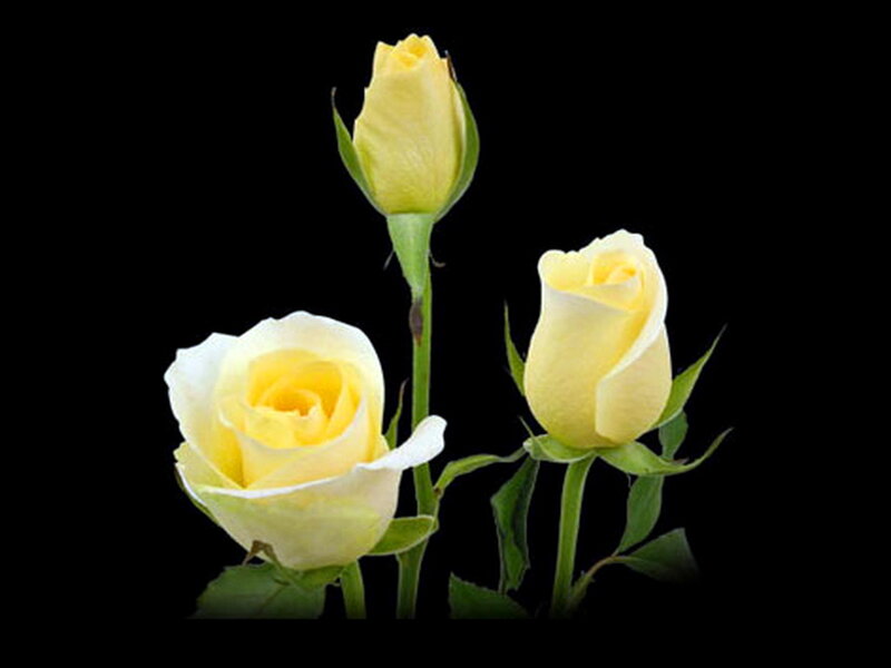 Three Yellow Roses — Serene, Photograph, Buds