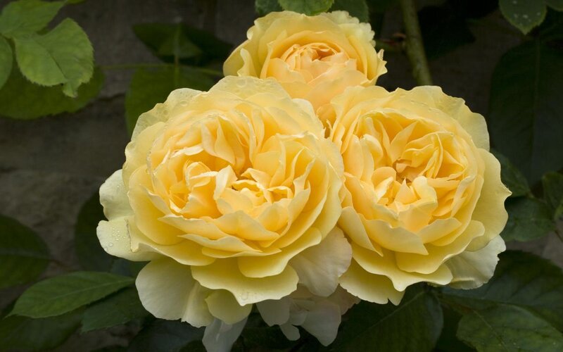Three Yellow Roses — Serene, Photograph, Leaves