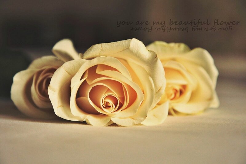 Three Yellow Roses — Serene, Photograph, Text