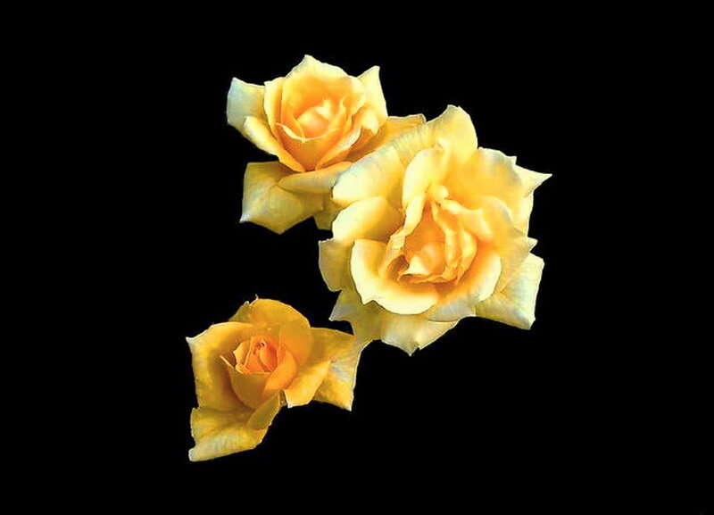 Three Yellow Roses — Serene, Photograph