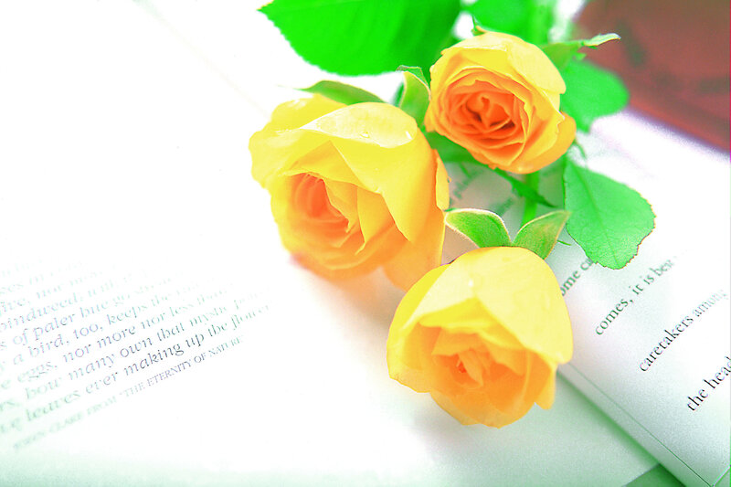 Three Yellow Roses — Serene