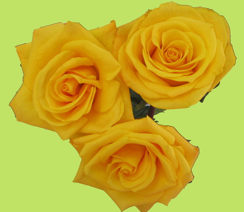 three yellow roses