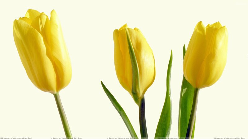 Three Yellow Tulips — Calm, Photograph