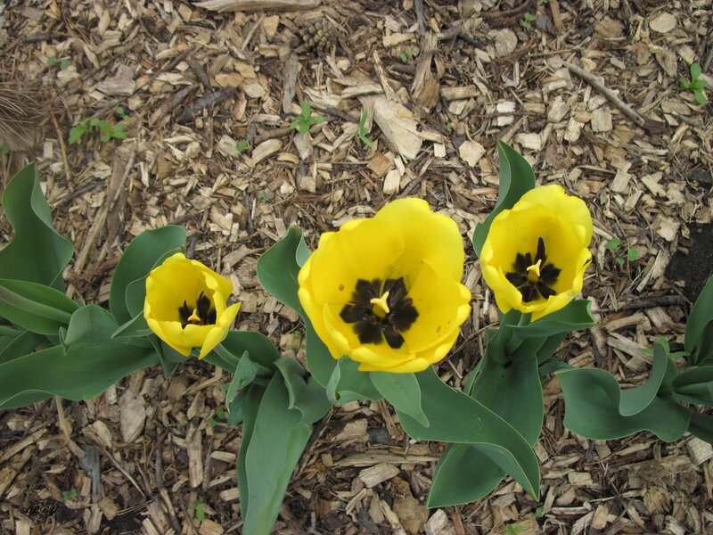 Three Yellow Tulips — Calm, Spring